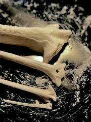 Siluriformes