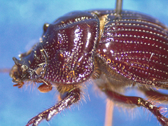 Eucanthus subtropicus