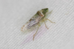 Xerophloea viridis