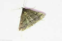 Tetanolita mynesalis