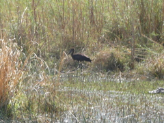 Anastomus lamelligerus