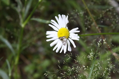 Trichodezia californiata