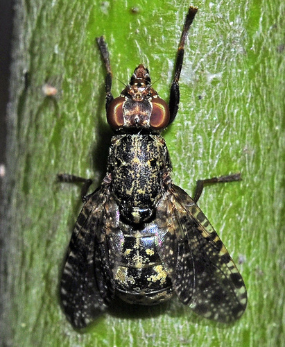 Platystoma lugubre