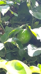 Passiflora edulis