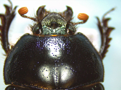 Geotrupes