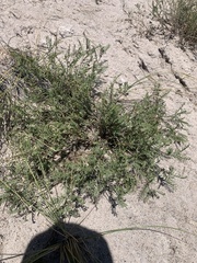Astragalus tenellus