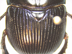 Geotrupes