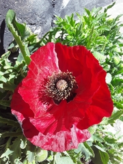 Papaver