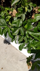 Passiflora edulis