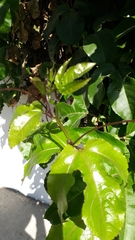 Passiflora edulis