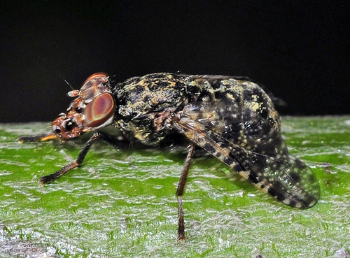 Platystoma lugubre
