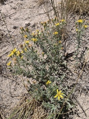 Heterotheca hirsutissima