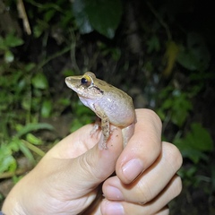 Pristimantis charlottevillensis