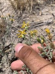 Heterotheca hirsutissima