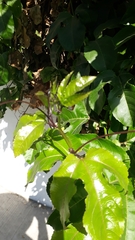 Passiflora edulis
