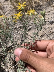 Heterotheca hirsutissima
