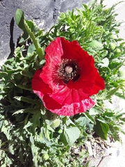 Papaver