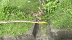 Oxybelis rutherfordi