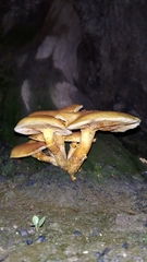 Fungi