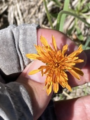 Agoseris aurantiaca