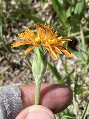 Agoseris aurantiaca