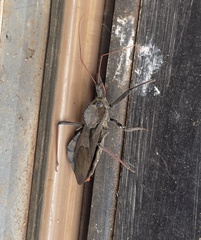 Arilus cristatus