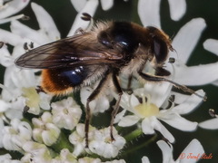 Cheilosia illustrata