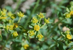 Euphorbia schizoloba