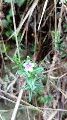 Glandora prostrata