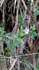 Glandora prostrata