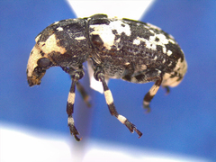 Euparius lugubris