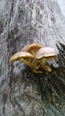Fungi