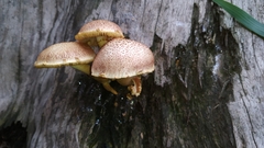 Fungi