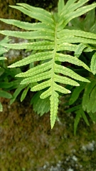 Polypodium cambricum