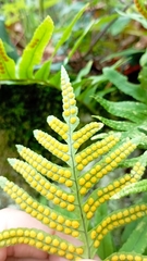 Polypodium cambricum