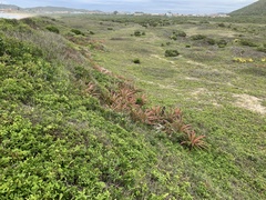 Bromelia antiacantha