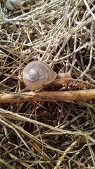 Otala punctata
