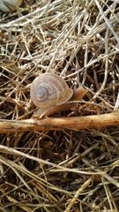Otala punctata