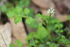 Cardamine papillata