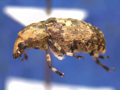Euparius marmoreus