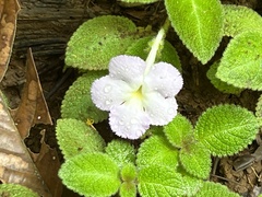 Episcia