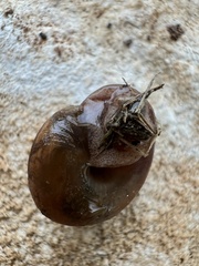 Bradybaena similaris