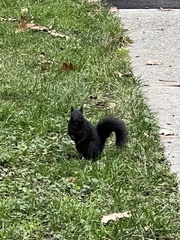 Sciurus carolinensis