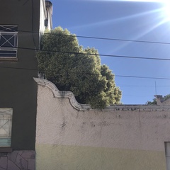 Ficus benjamina