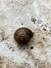 Bradybaena similaris