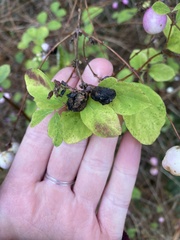 Symphoricarpos albus
