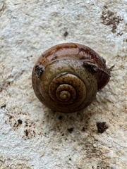 Bradybaena similaris