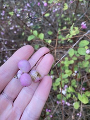 Symphoricarpos albus