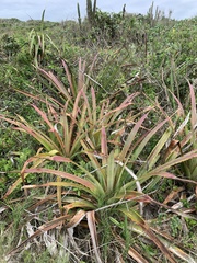 Bromelia antiacantha