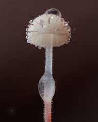 Marasmius hudsonii